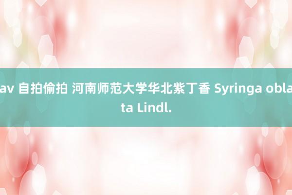 av 自拍偷拍 河南师范大学华北紫丁香 Syringa oblata Lindl.